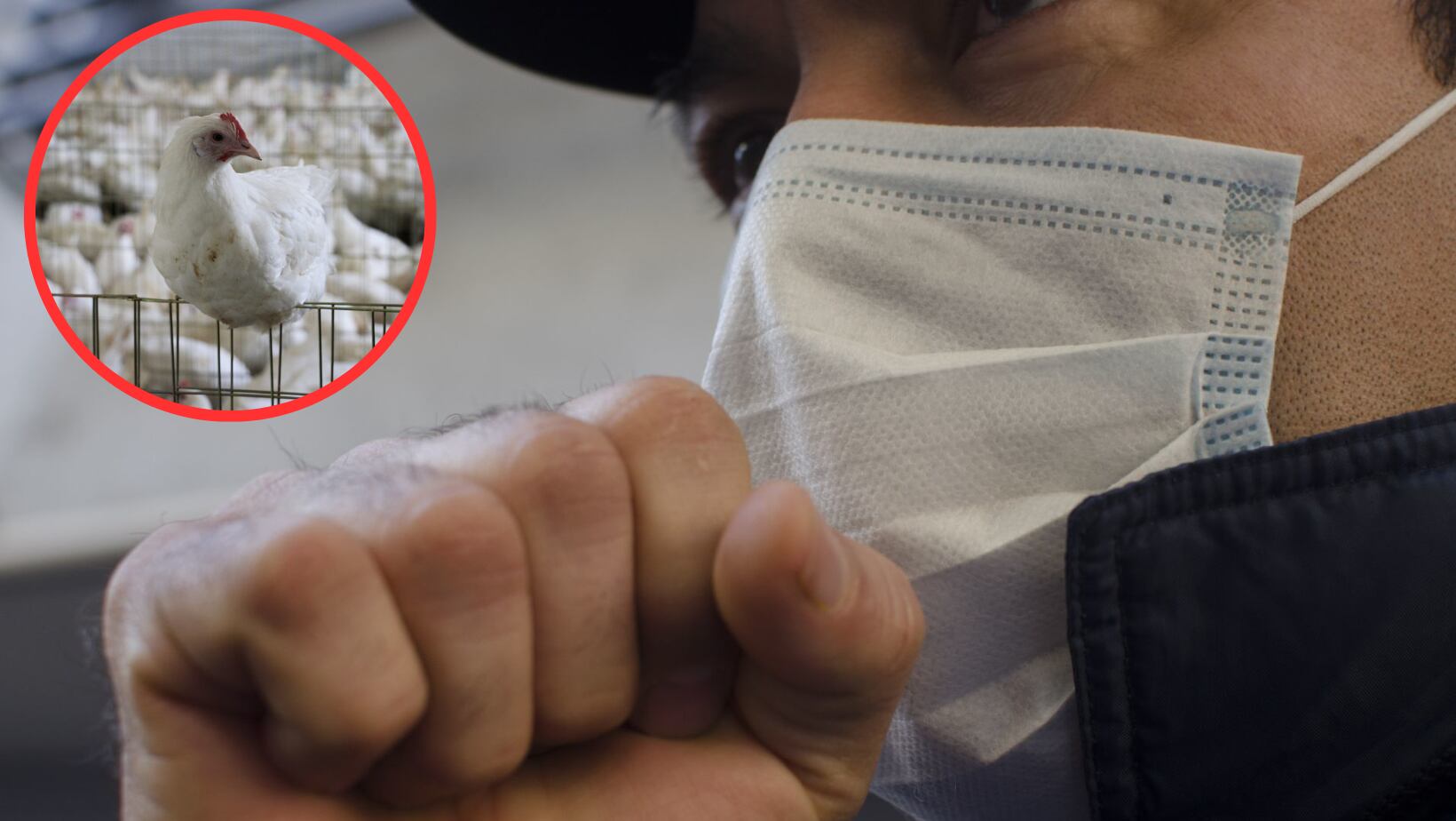 ¿Qué es la gripe aviar H3N8 y cuáles son sus síntomas?