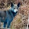 ¿Por qué aparecieron perros azules en Chernobyl? Esto se sabe