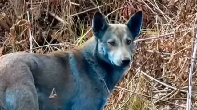 Aparecen perros azules en Chernobyl