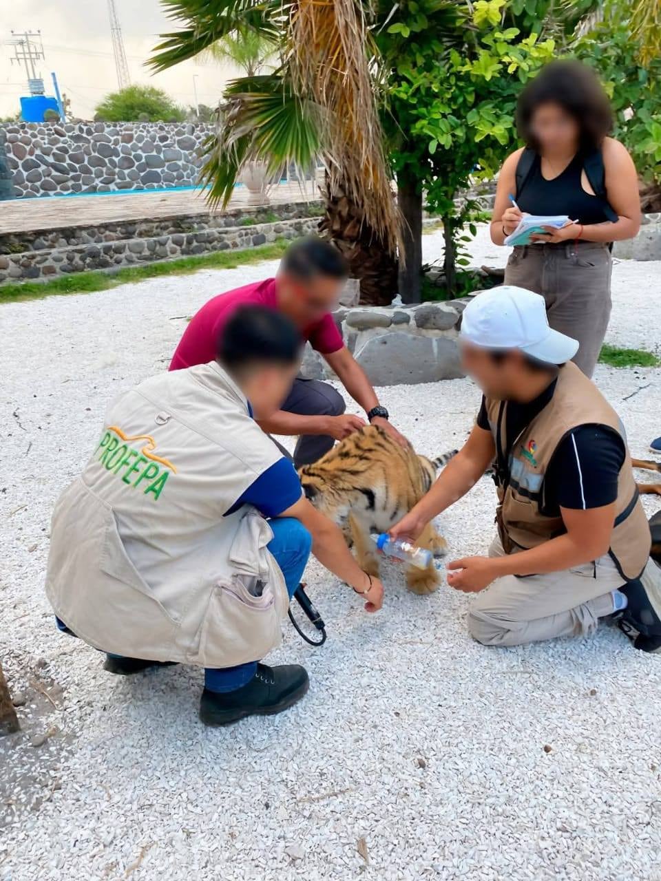 El increíble decomiso de Profepa en un balneario de Hidalgo