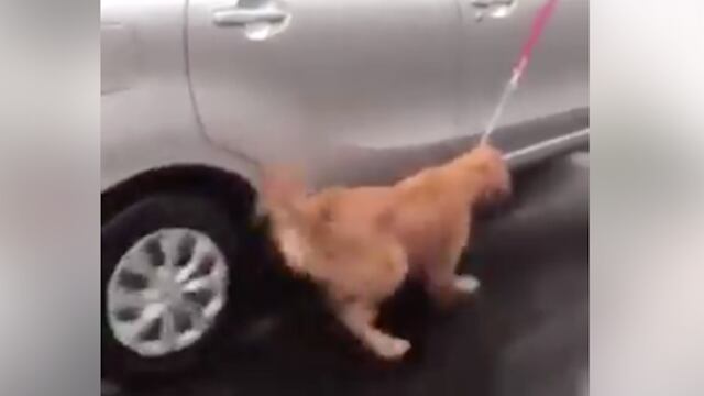 Arrastró a su perro bajo la lluvia.