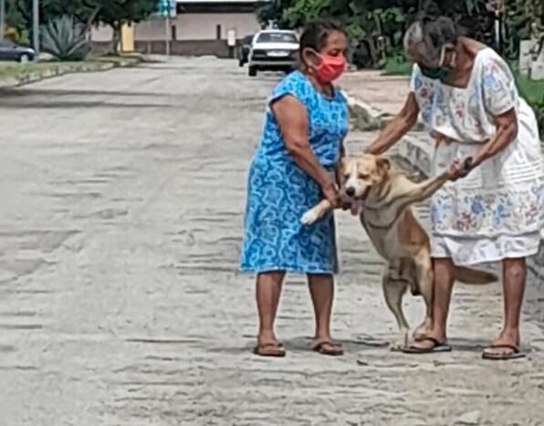Rescatan a perrito