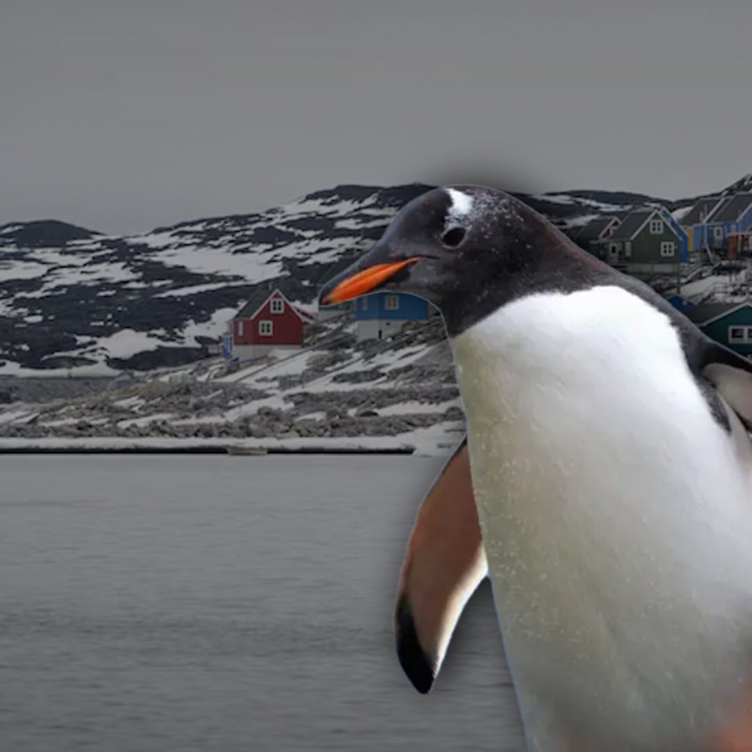 Una nueva especie de pingüino aparece tras más de 100 años: vive en las Islas Kerguelen