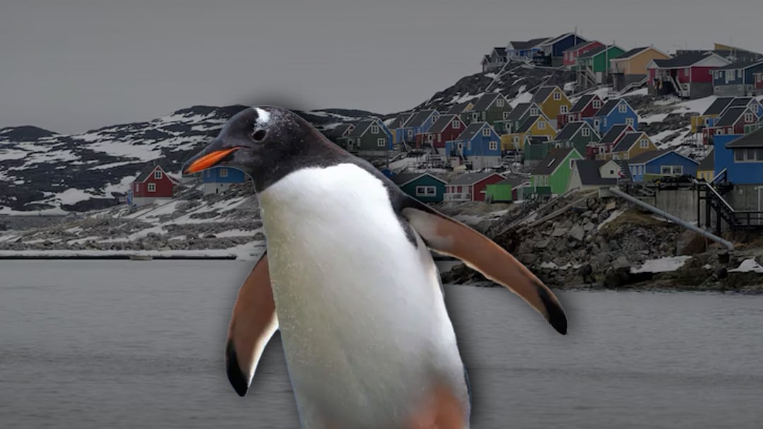 Una nueva especie de pingüino aparece tras más de 100 años: vive en las Islas Kerguelen