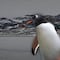 Una nueva especie de pingüino aparece tras más de 100 años: vive en las Islas Kerguelen