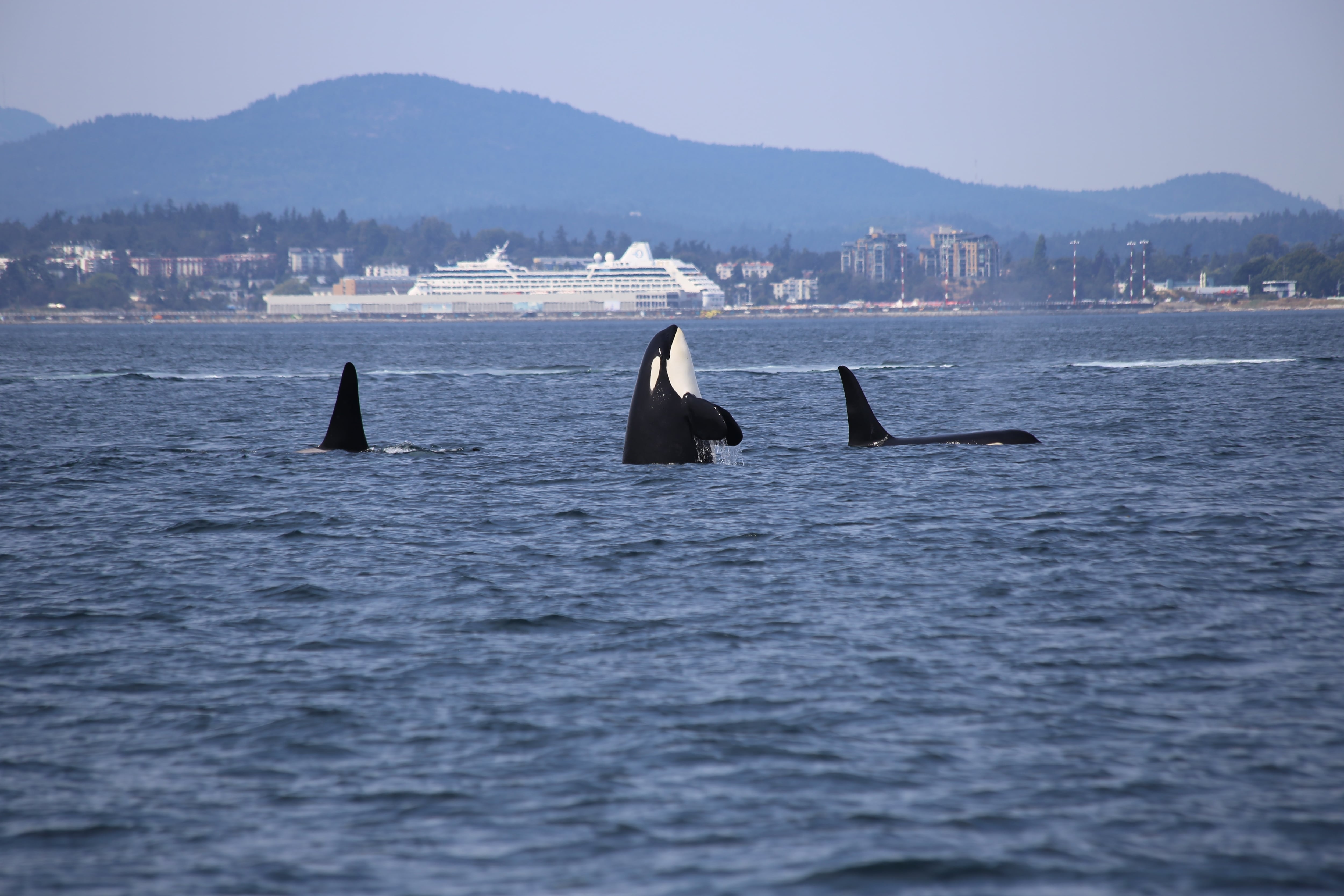 ¿Las orcas son peligrosas? Gladis pone a dudar a los usuarios