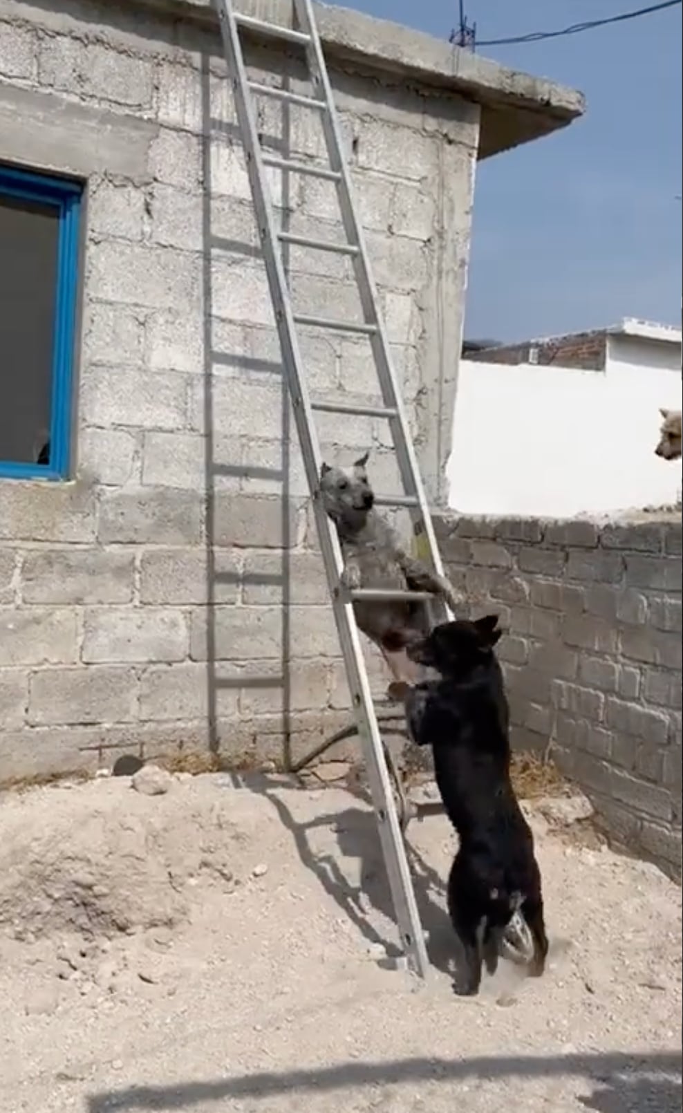 VIDEO: Bluey de la vida real casi se cae de escalera y desata polémica en TikTok