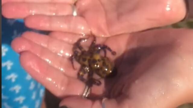 Mujer sostiene al pulpo más venenoso del mundo