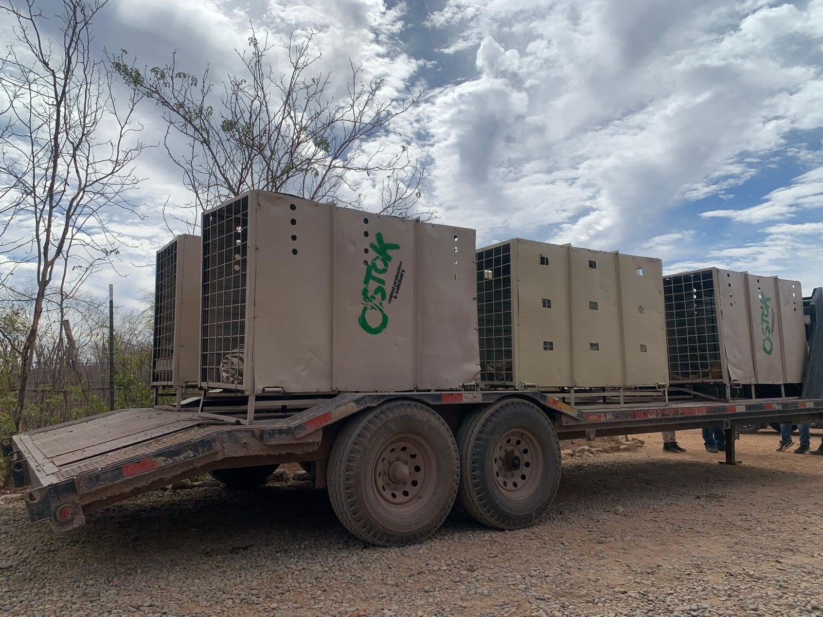 Culiacán, Sinaloa hoy 20 de mayo: guerra entre Mayos y Chapitos también afectó a 700 animales del Santuario Ostok