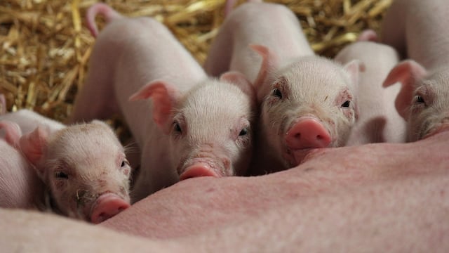 Opormex destaca medida de prevención
