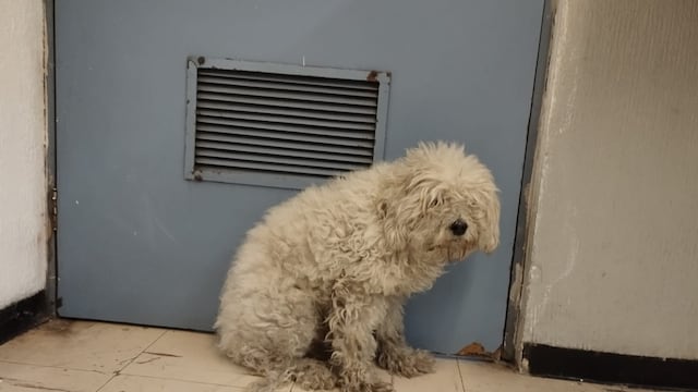 Buscan hogar para Oci, perro rescatado de las vías del Metro CDMX