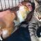 VIDEO: Gatita consuela a monita malherida y se vuelven inseparables