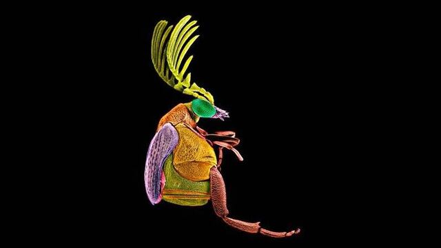La fotografía ganadora es un macro de un Escarabajo Megacerus tomada con un microscopio.