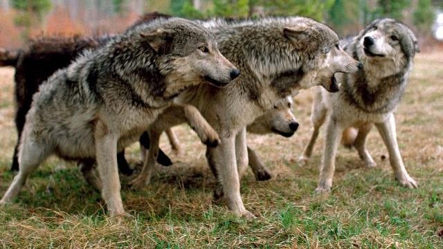 Las mandas de lobos dirimen sus conflictos a través de comportamientos amistosos que refuerzan su compañerismo (Living with Wolves)
