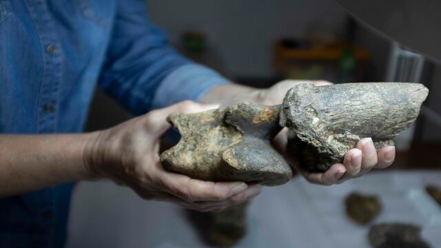 Restos fósiles del perezoso gigante