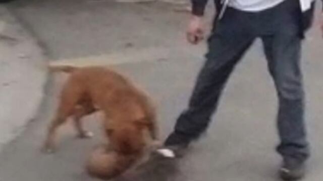 Causa indignación sujeto que mata a perros de la calle con pitbulls