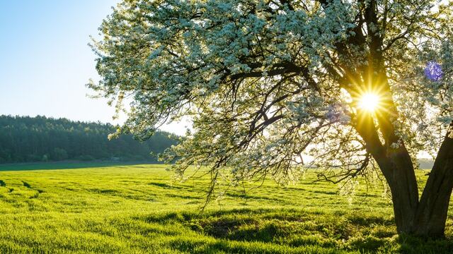 ¿Cuándo entra la primavera 2025 en México? Equinoccio, día y hora exacta