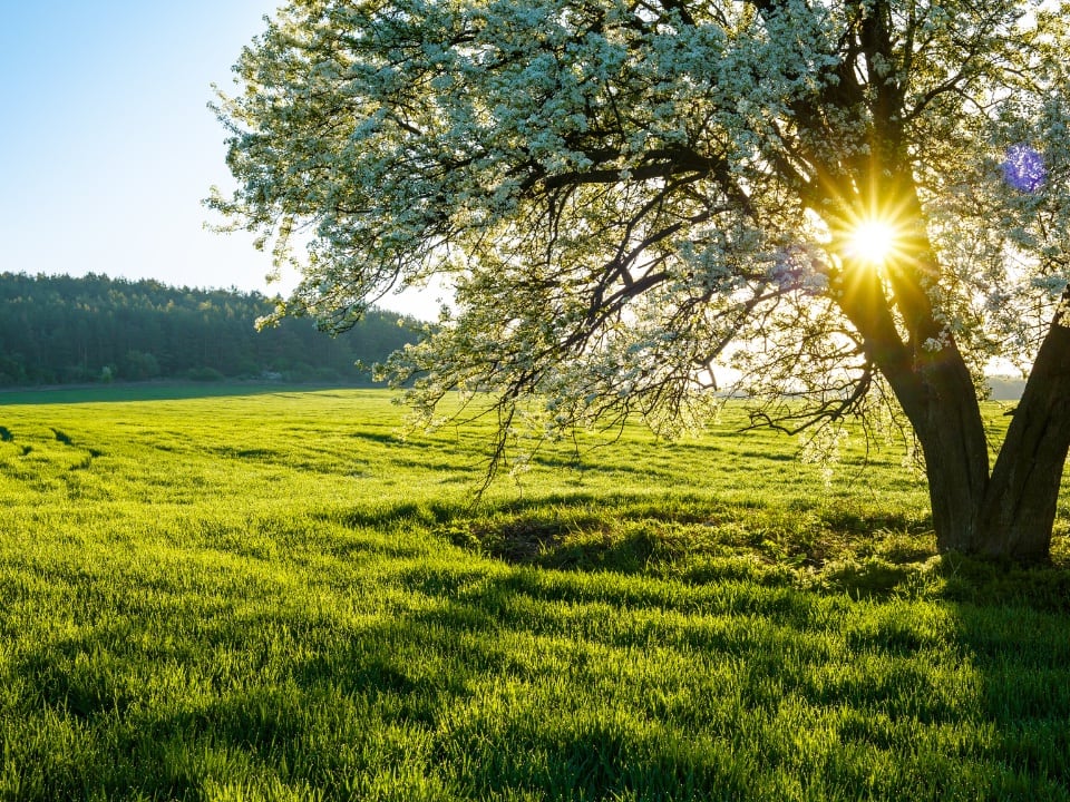 ¿Cuándo entra la primavera 2025 en México? Equinoccio, día y hora exacta