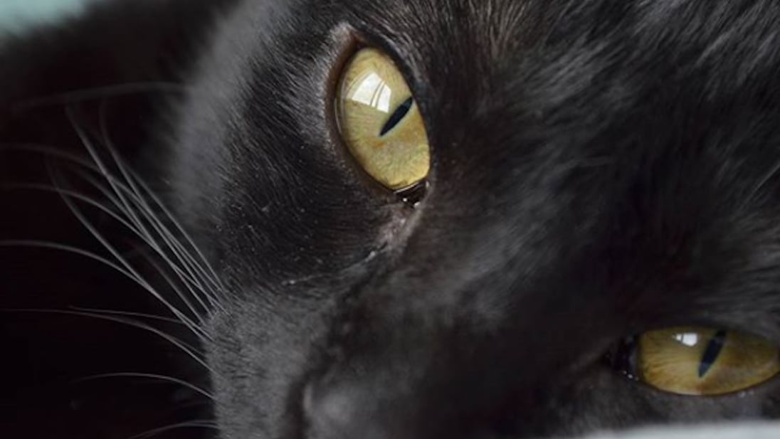 Gato