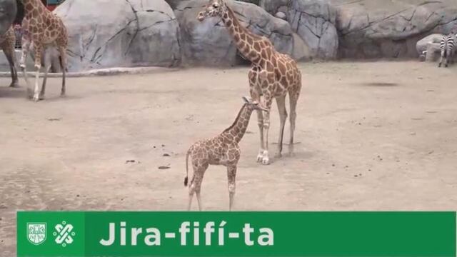 Jirafa