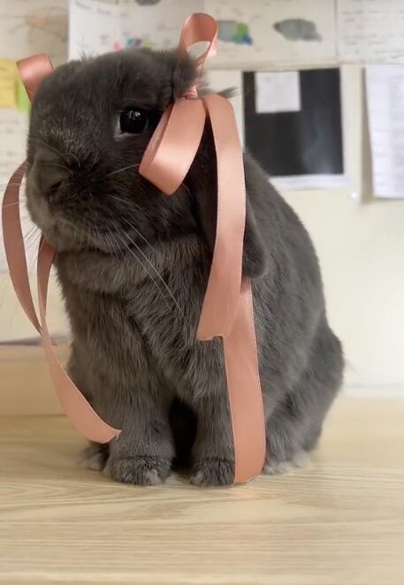 Conejo coquette viral en TikTok