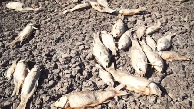 Mueren miles de peses por sequía en la Laguna de Bustillos, en Chihuahua