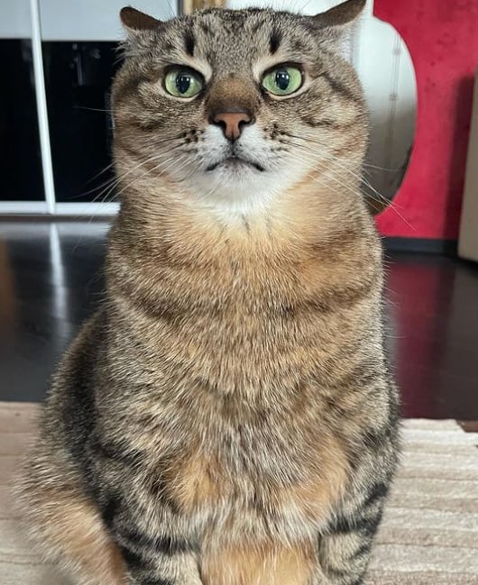 Stepan, gato ucraniano