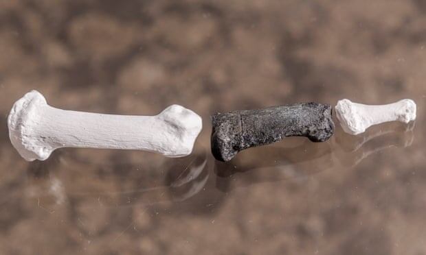 Hueso del dedo gordo del Danuvius guggenmosi