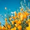 Dibujos de primavera para colorear: 10 plantillas bonitas que puedes imprimir