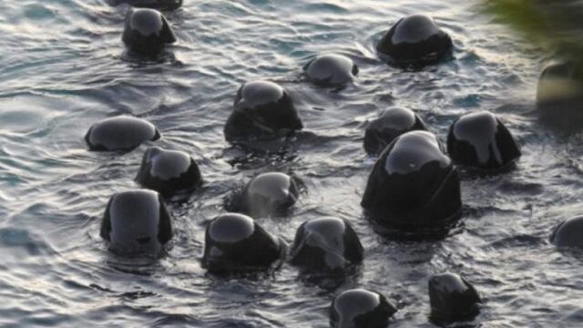Un grupo de delfines se acurrucan unos con otros antes de ser sacrificados.