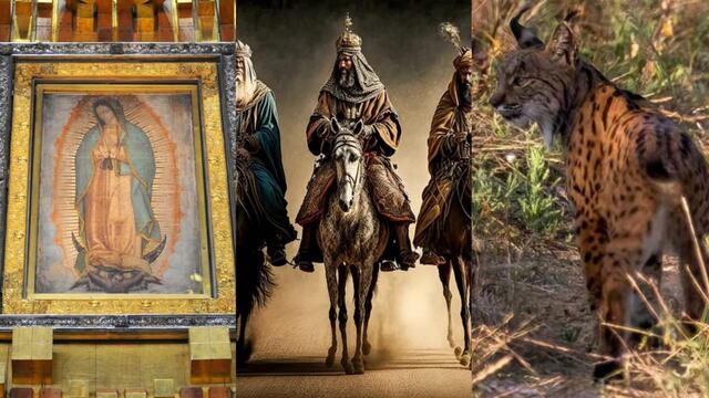 Este 12 de diciembre es el Día de la Virgen de Guadalupe, inicia el maratón Guadalupe-Reyes y es el Día Internacional del Lince Ibérico