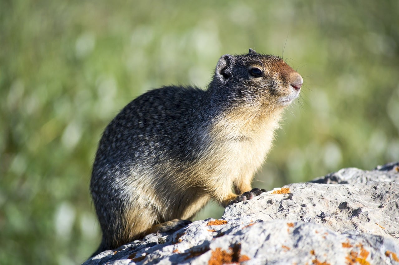 Ardilla terrestre del Ártico