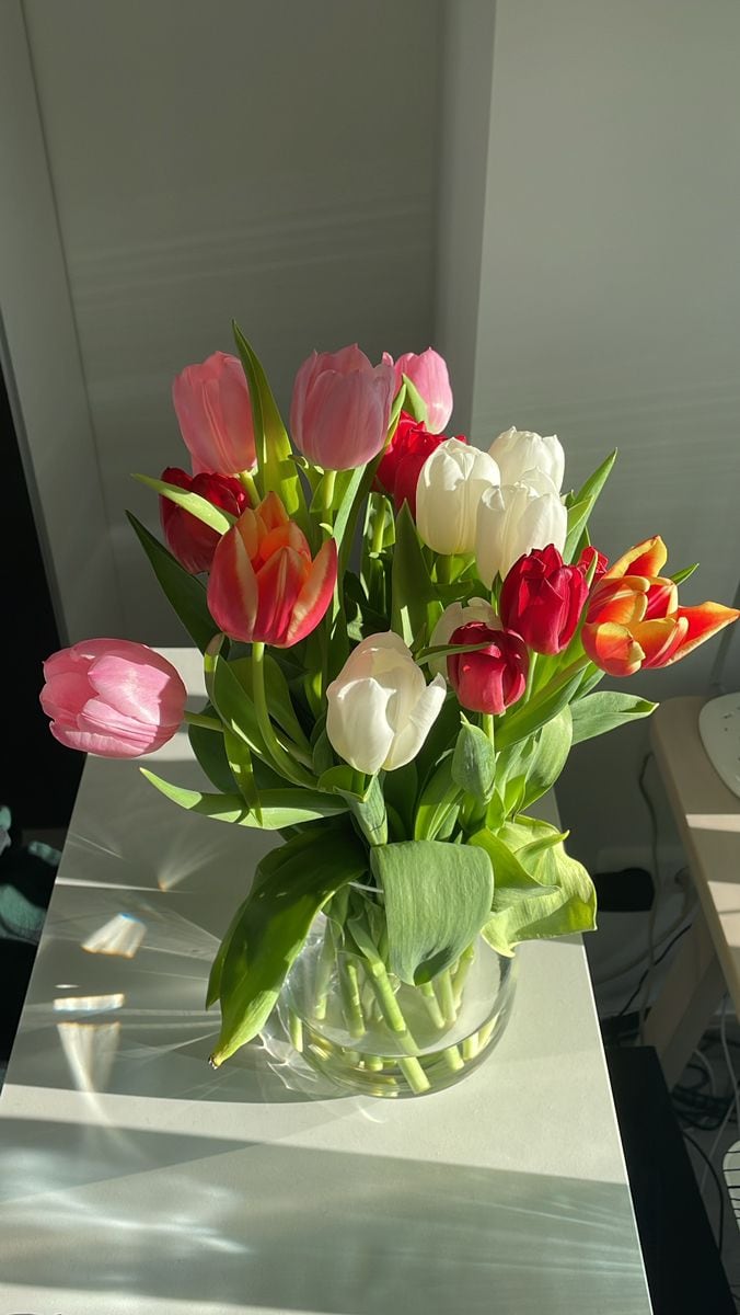 Tulipanes