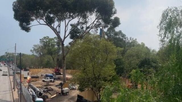 Derribarán árbol del Bosque de Chapultepec porque le estorba al Cablebús