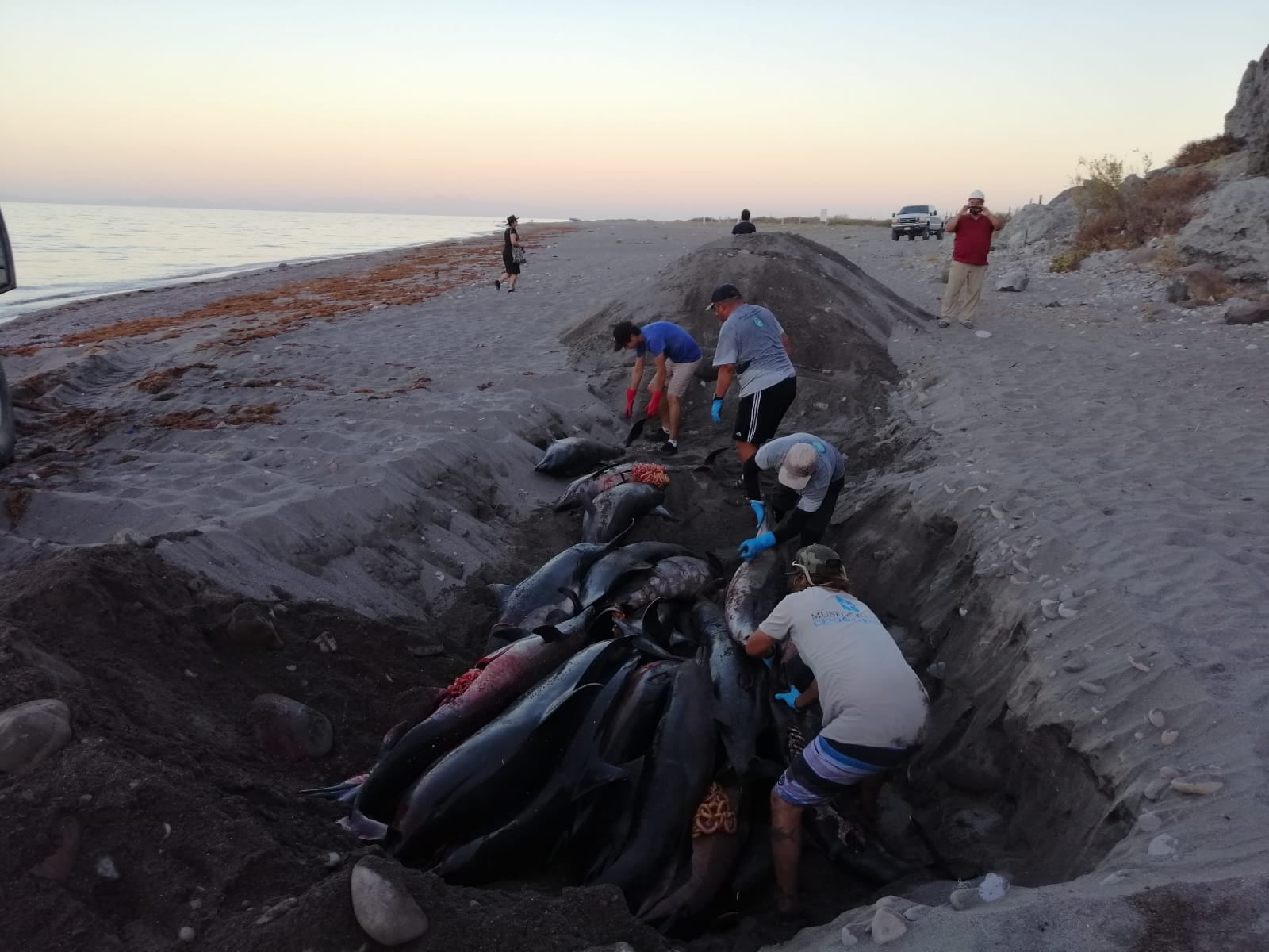 Encuentran 33 delfines muertos varados en Baja California Sur