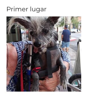 Perro más feo del mundo 2023