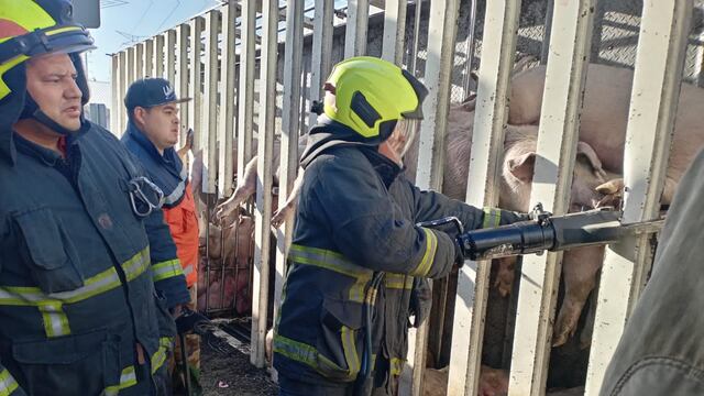 Camión con 300 cerditos vuelca sobre Circuito Exterior Mexiquense