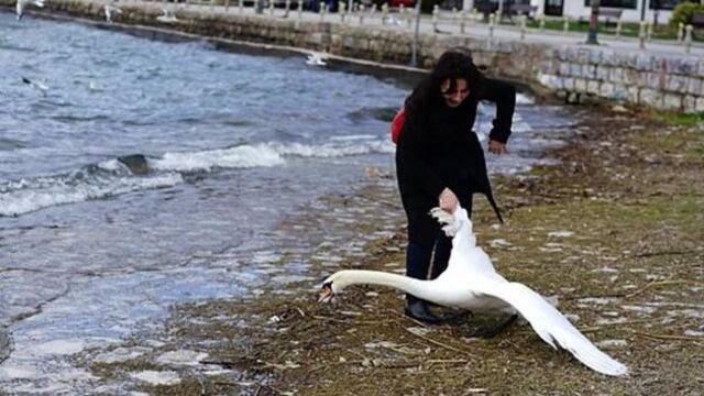 Cisne