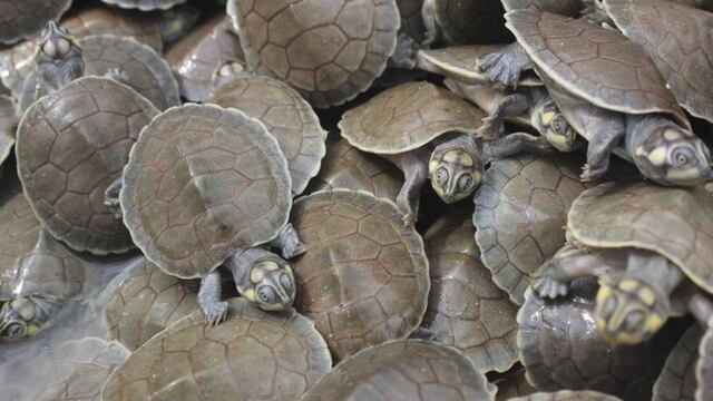 Crías de tortugas de río sudamericanas