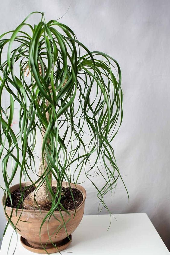 Pata de elefante, planta