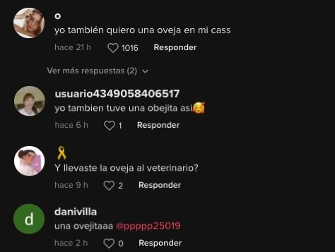 TikTok discute su se trata de un perro o una oveja