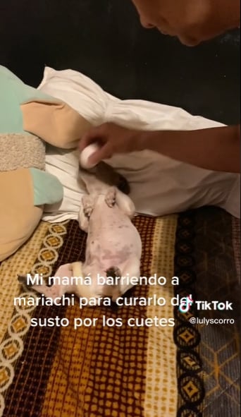 Perrito embrujado recibe limpia con un huevo