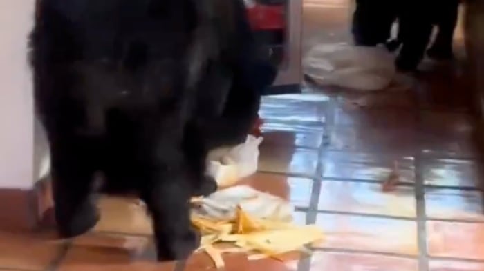 Osos entran a cabaña en Coahuila en busca de comida (video)