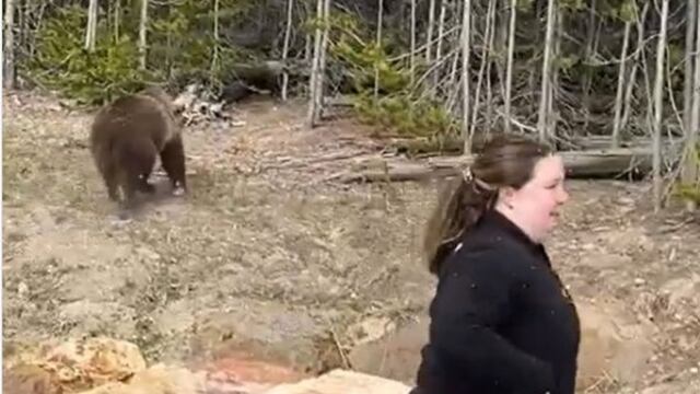 Mujer encarcelada por acercarse a osos grizzly