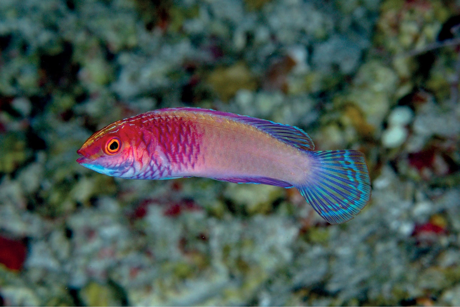 Pez color arcoíris, ‘Cirrhilabrus finifenmaa’