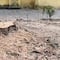 CDMX: En Coyoacán talaron 30 árboles del Parque de La Conchita