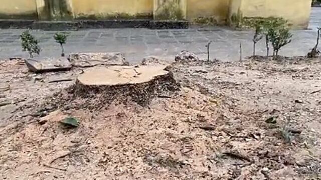 Tala de árboles en Coyoacán, CDMX