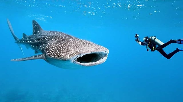 BCS tiburón ballena