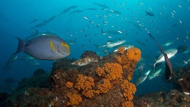 Arrecife de Cabo Pulmo, en BCS.