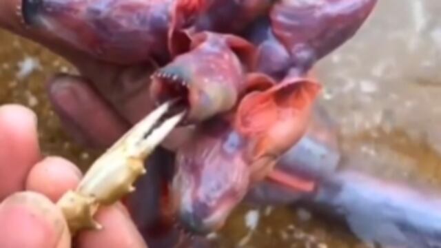 Gobies anguila, el extraño monstruo que se viralizó en TikTok